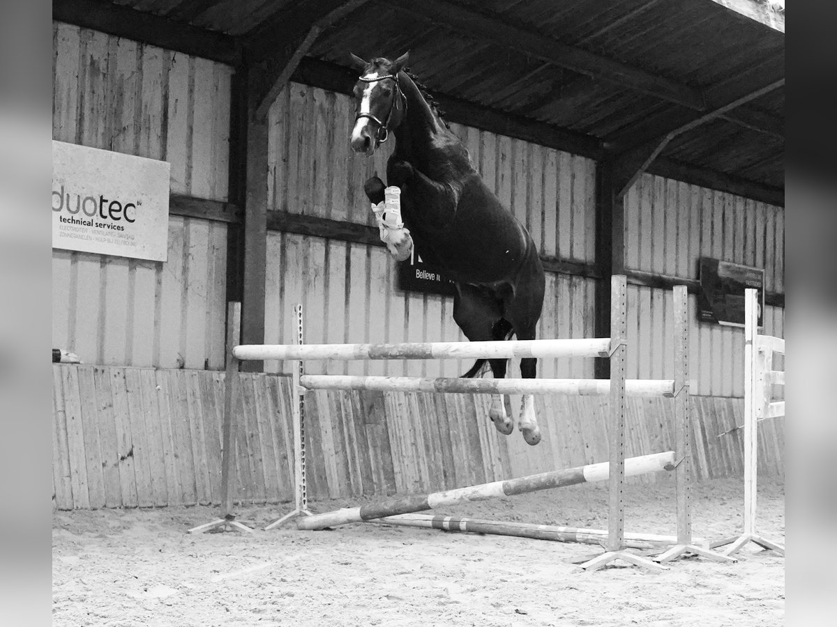 KWPN Hengst 4 Jaar 173 cm Roodbruin in HEUVELLAND