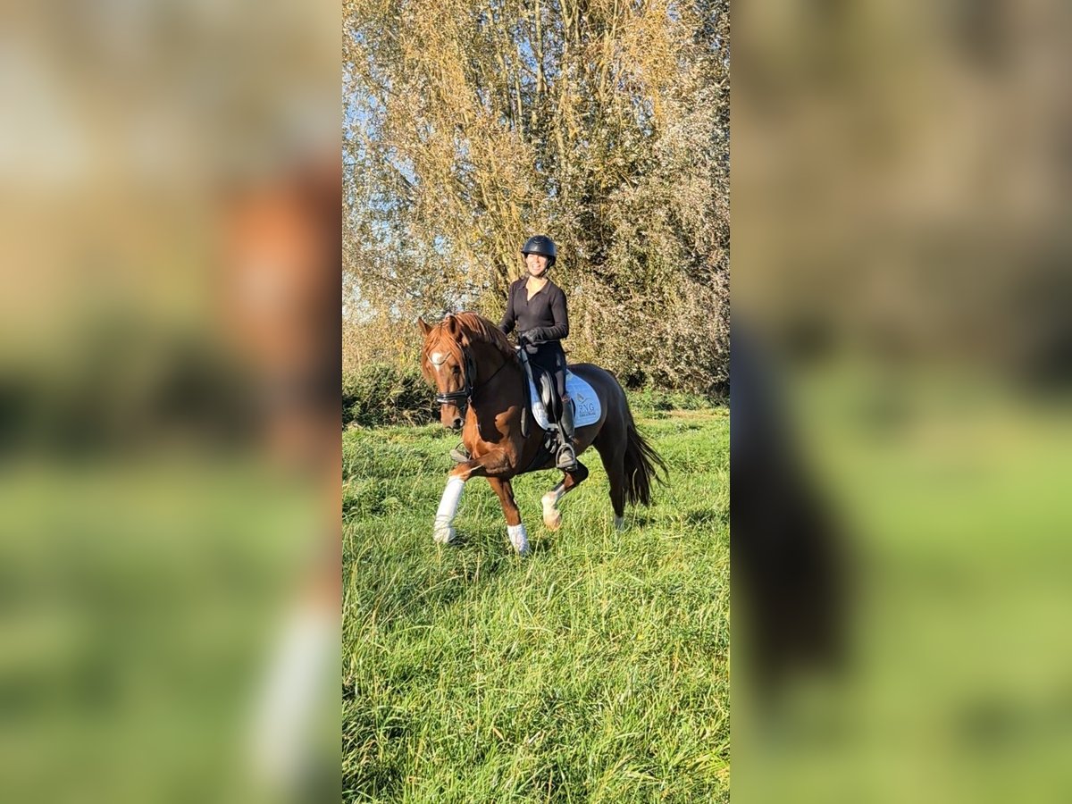 KWPN Hengst 4 Jahre 160 cm Dunkelfuchs in Ludwigsfelde