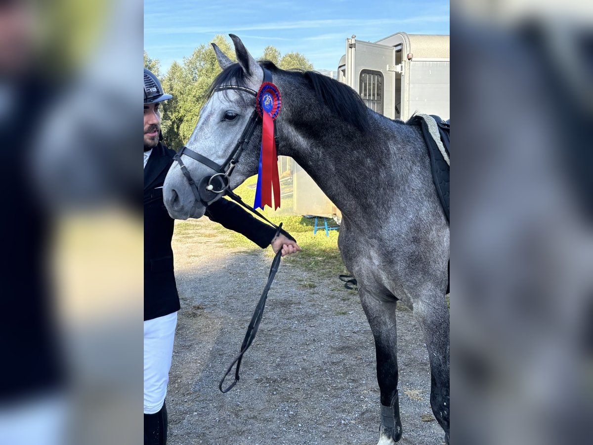 KWPN Hengst 4 Jahre 161 cm Schimmel in Meiningen