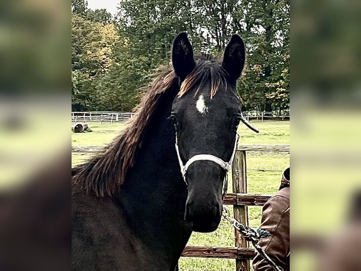 KWPN Hengst 4 Jahre 165 cm Rappe in OstercappelnOstercappeln