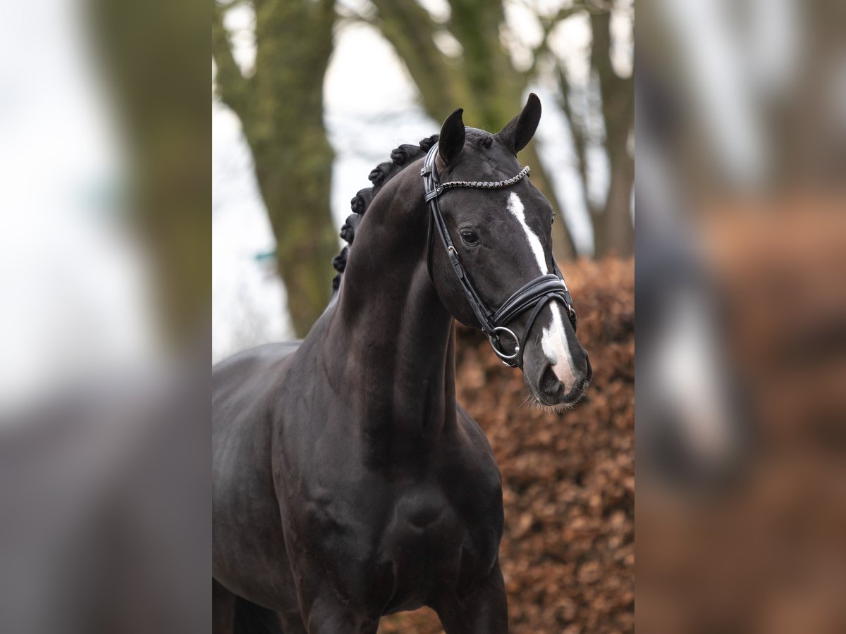 KWPN Hengst 4 Jahre 169 cm Rappe in Harreveld