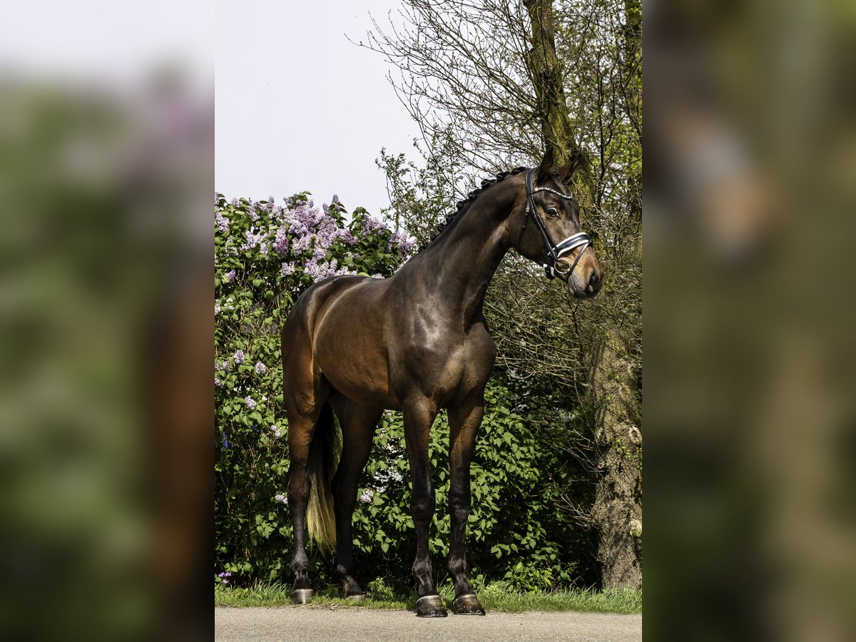 KWPN Hengst 4 Jahre 174 cm Dunkelbrauner in Oosterhout