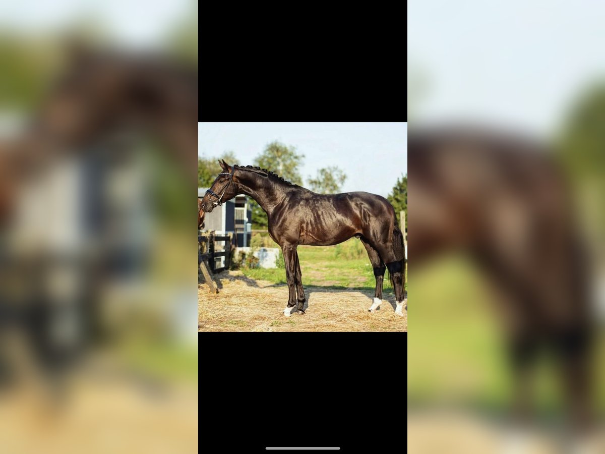 KWPN Hengst 4 Jahre 180 cm Schwarzbrauner in Erp