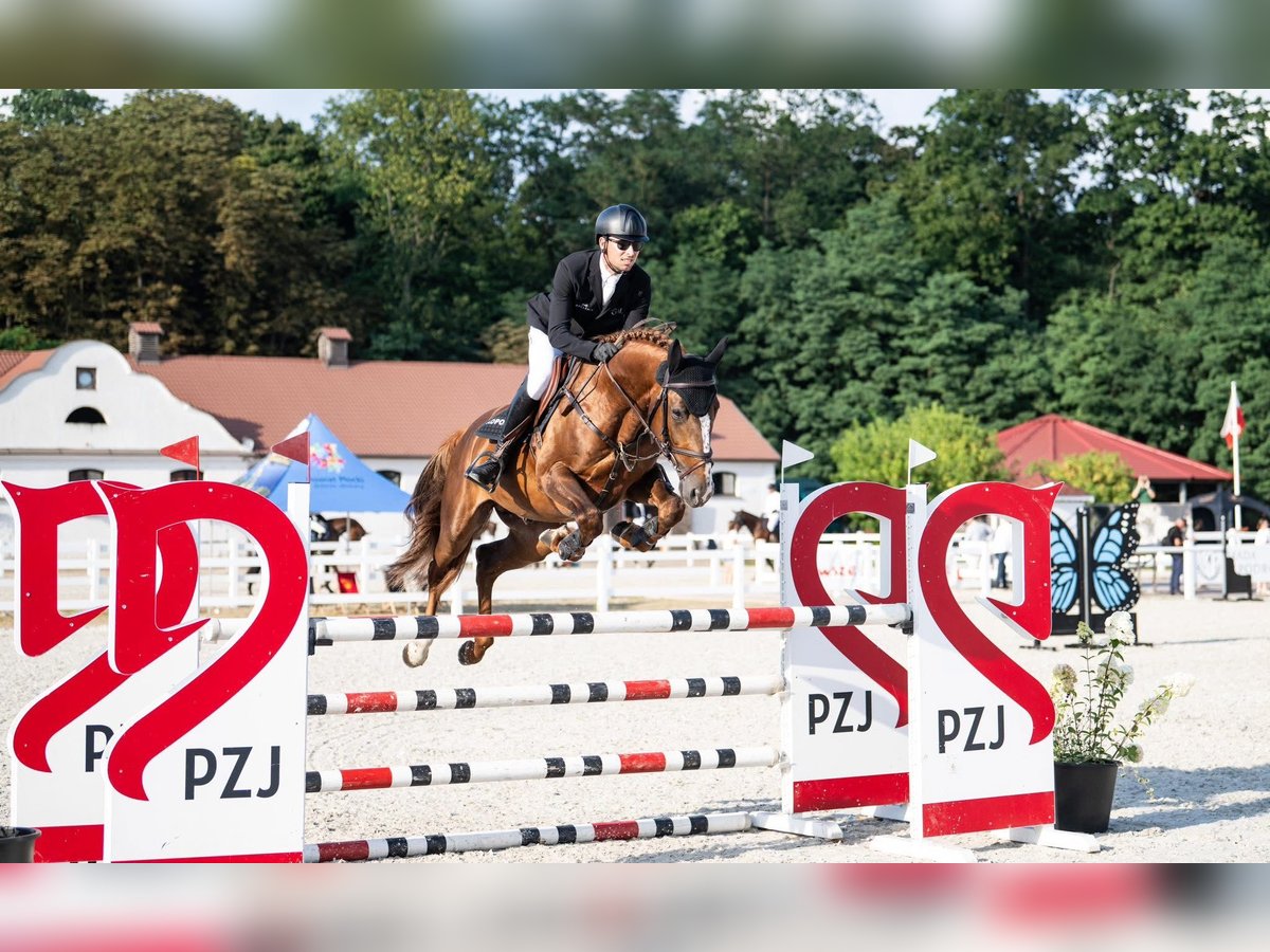 KWPN Hengst 5 Jaar 168 cm Vos in Sarbiewo 35