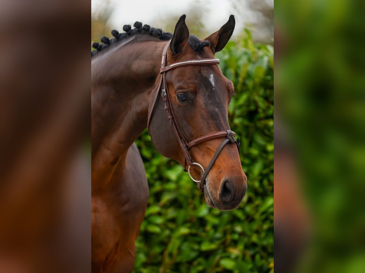 KWPN Hengst 5 Jaar 172 cm Bruin in Kinrooi