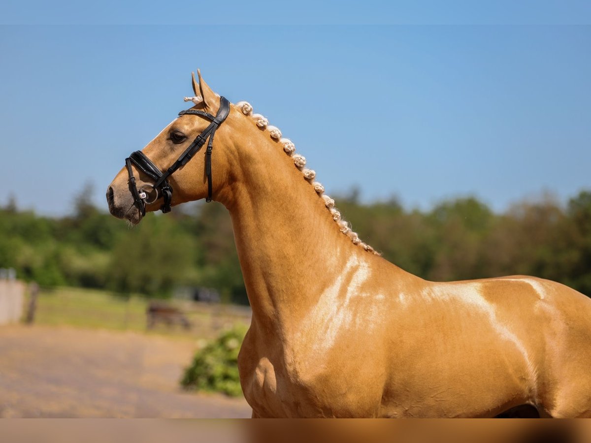 KWPN Hengst 5 Jaar 175 cm Palomino in Ansen