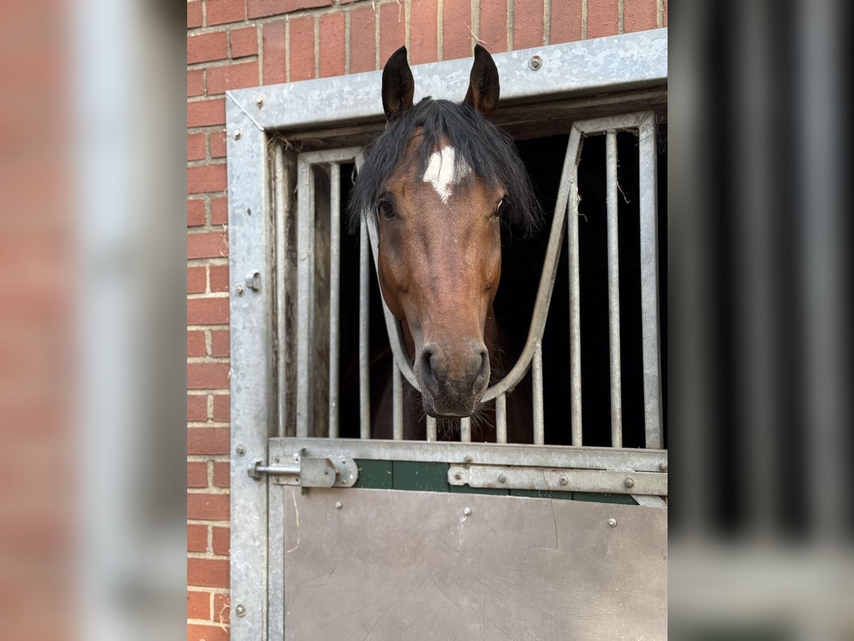 KWPN Hengst 5 Jahre 156 cm in Nordhorn