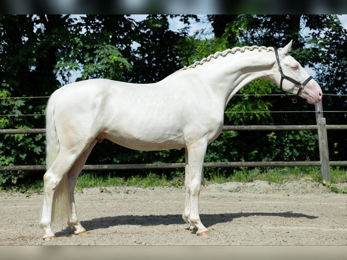 KWPN Hengst 5 Jahre 167 cm Cremello in Ulicoten KWPN Hengst 5 Jahre 167 cm Cremello in Ulicoten