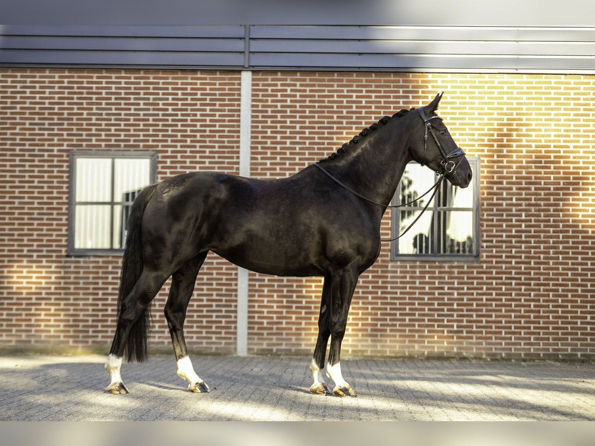 KWPN Hengst 5 Jahre 167 cm Rappe in Rijsbergen