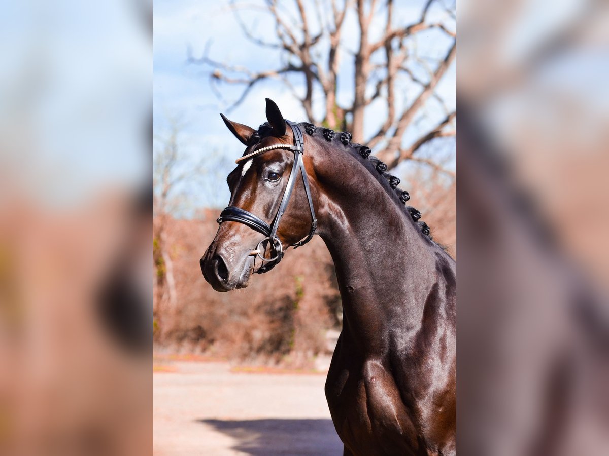 KWPN Hengst 5 Jahre 167 cm Schwarzbrauner in Marigny le Lozon