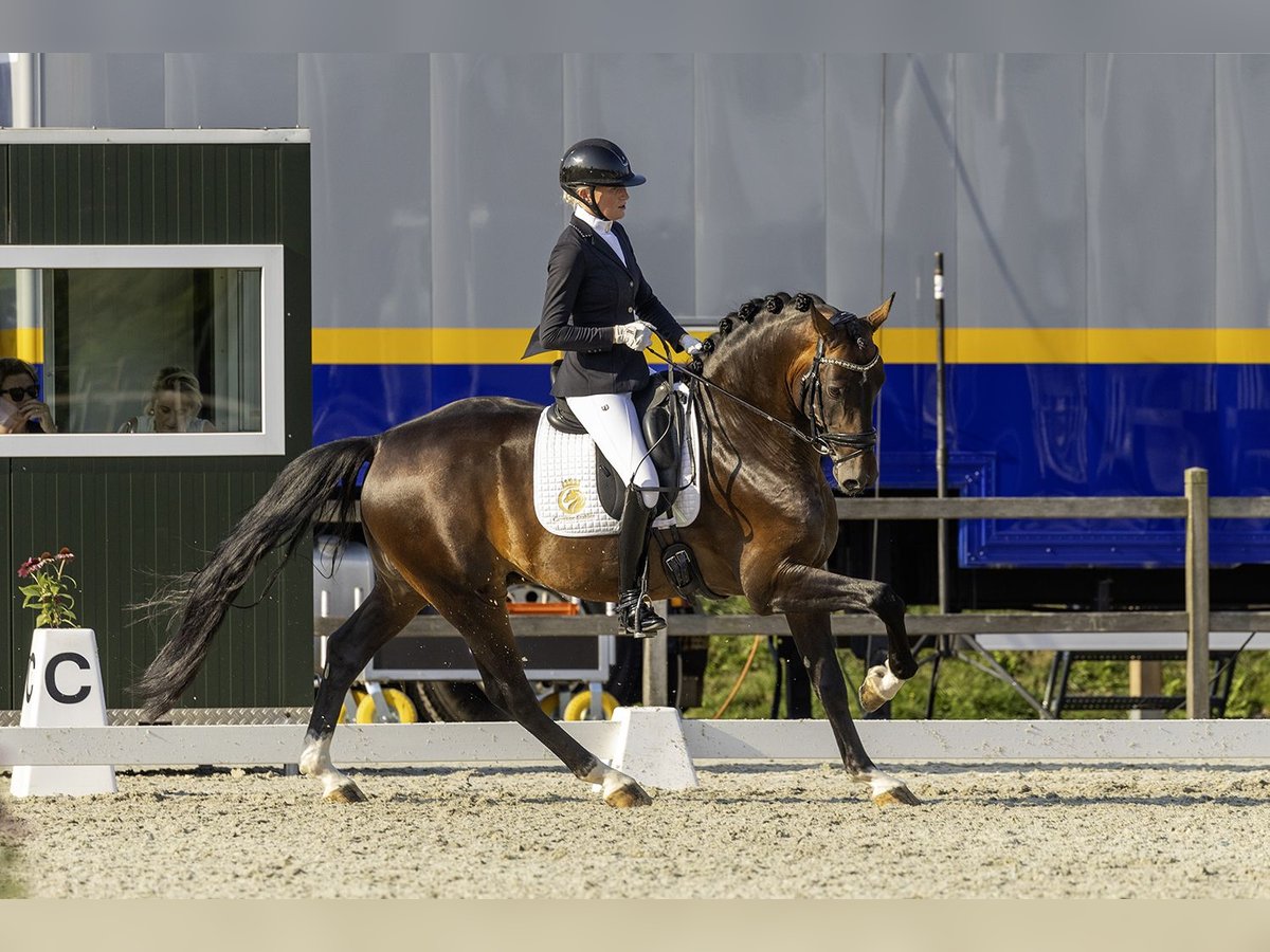 KWPN Hengst 5 Jahre 169 cm Fuchs in Aalsmeer