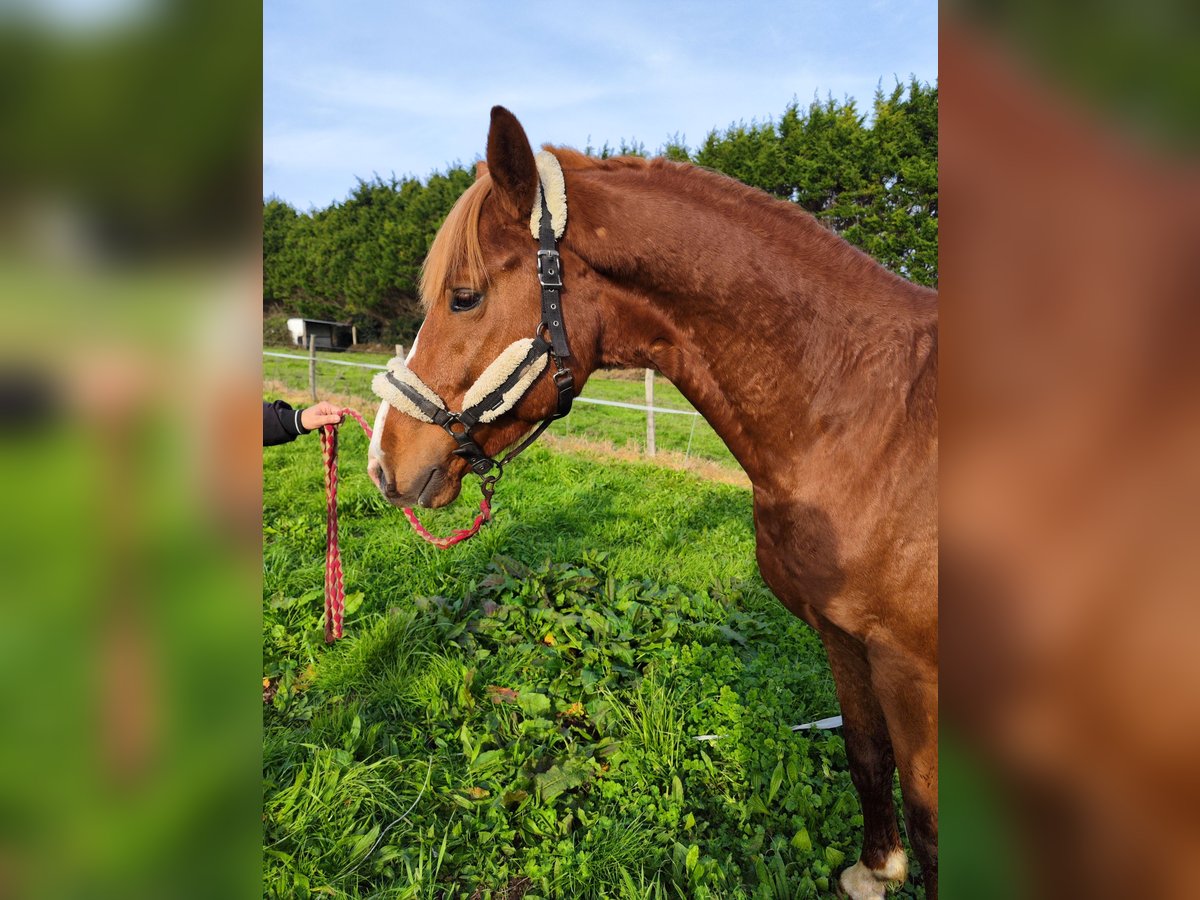 KWPN Hengst 5 Jahre 170 cm Fuchs in Bocholt