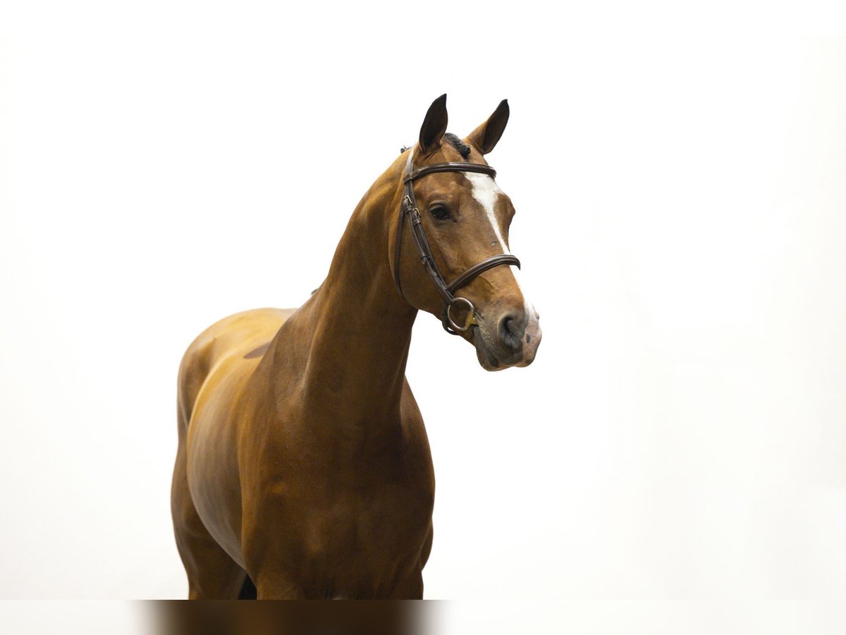 KWPN Hengst 6 Jaar 166 cm Bruin in Waddinxveen