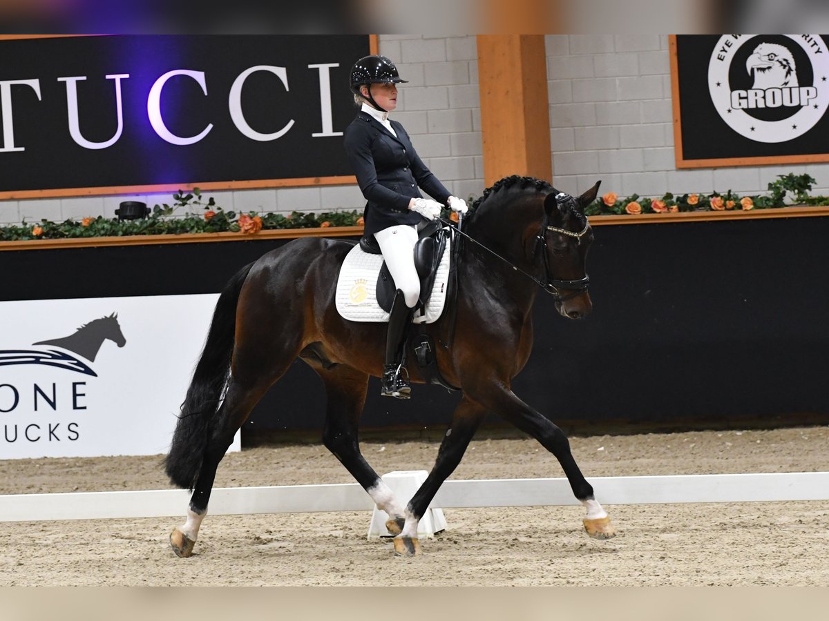 KWPN Hengst 6 Jaar 169 cm Vos in Aalsmeer