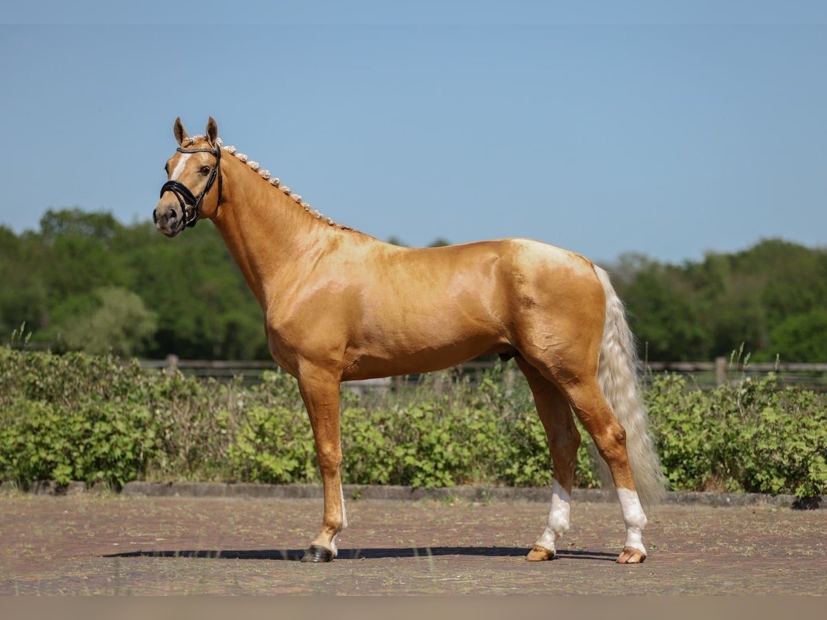 KWPN Hengst 6 Jaar 175 cm Palomino in Ansen