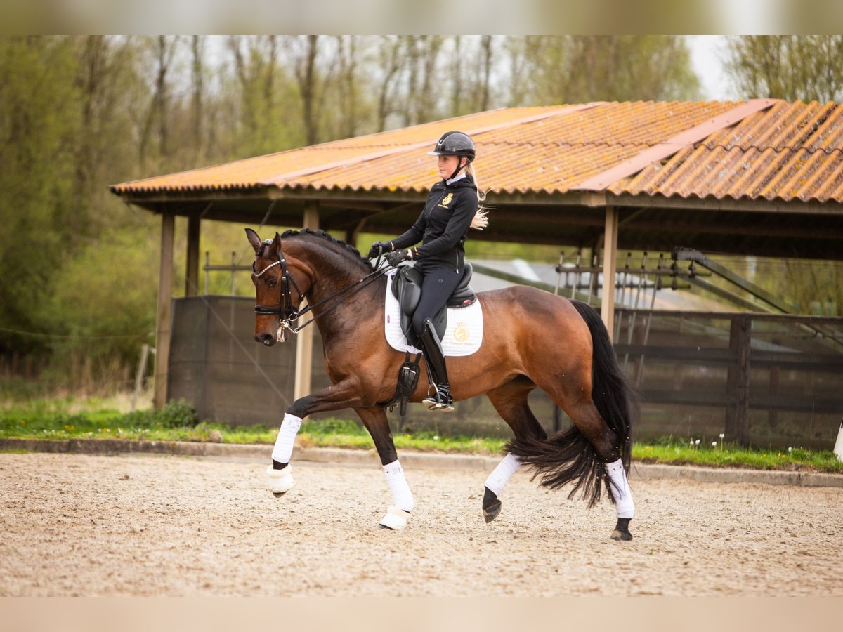 KWPN Hengst 6 Jaar in Amstelveen