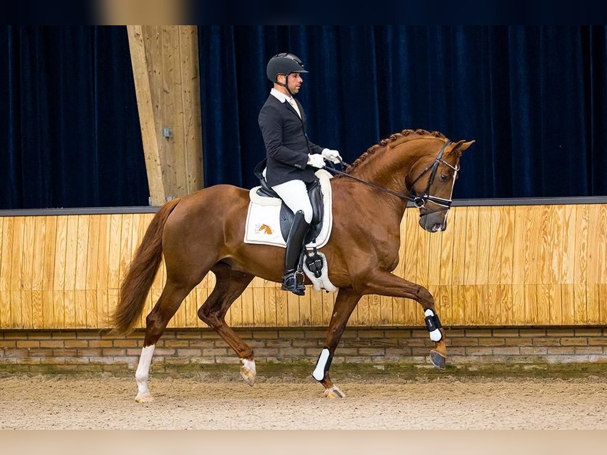 KWPN Hengst 7 Jahre 172 cm Fuchs in Wijdewormer