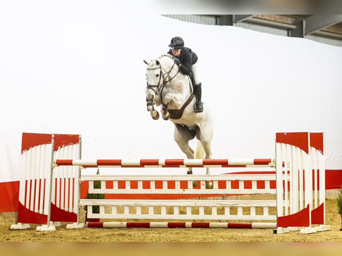 KWPN Hengst 9 Jaar 167 cm Schimmel in Waddinxveen