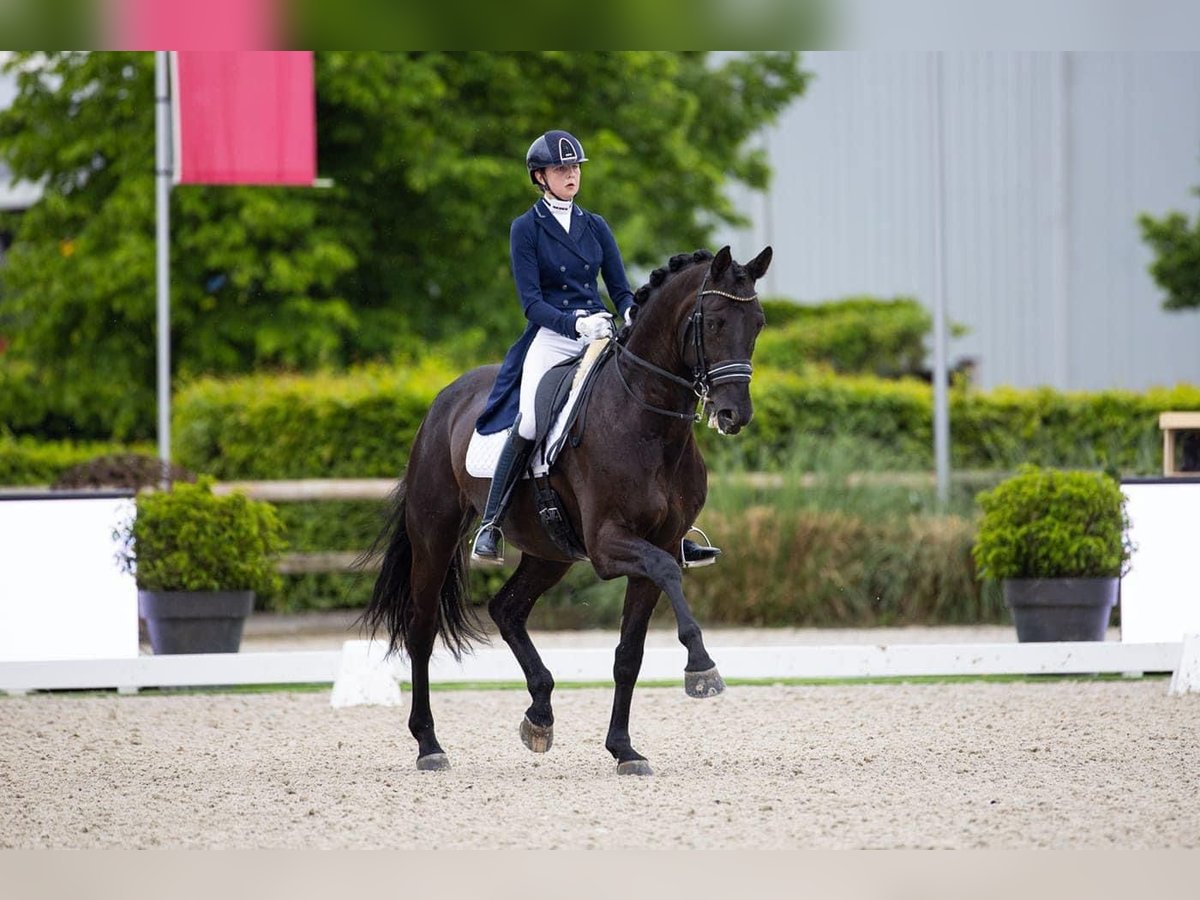 KWPN Hengst 9 Jaar 170 cm Donkerbruin in Neeritter