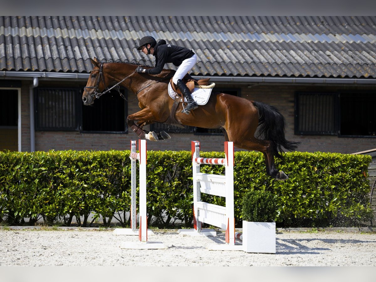 KWPN Hengst 9 Jaar 174 cm Bruin in Waddinxveen