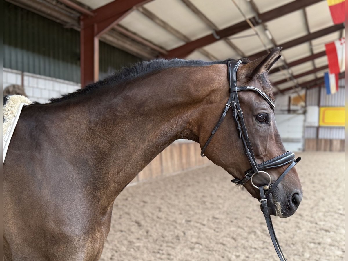 KWPN Hengst 9 Jahre 168 cm Brauner in Oud Gastel