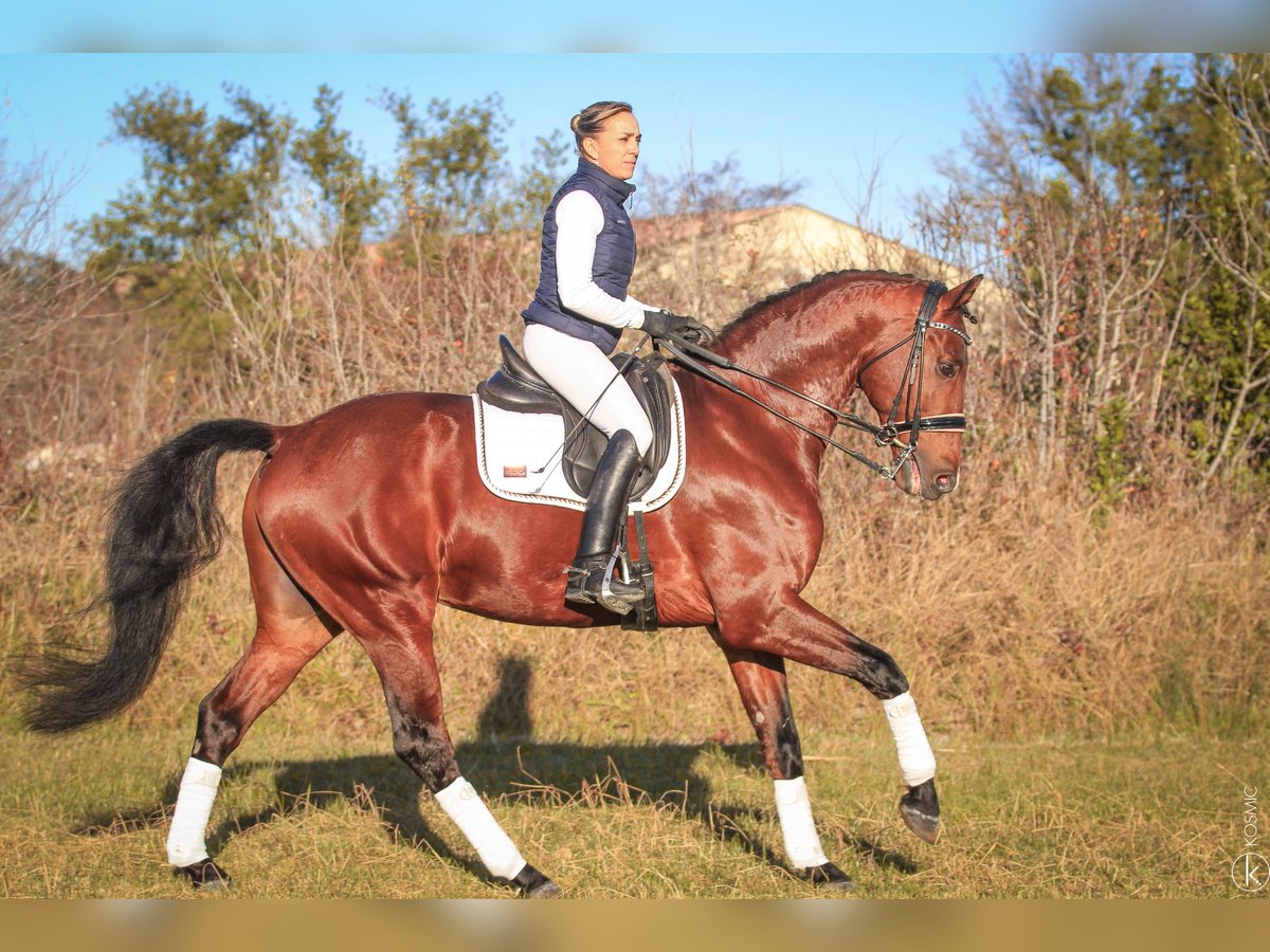 KWPN Hengst 9 Jahre 172 cm Brauner in Grury