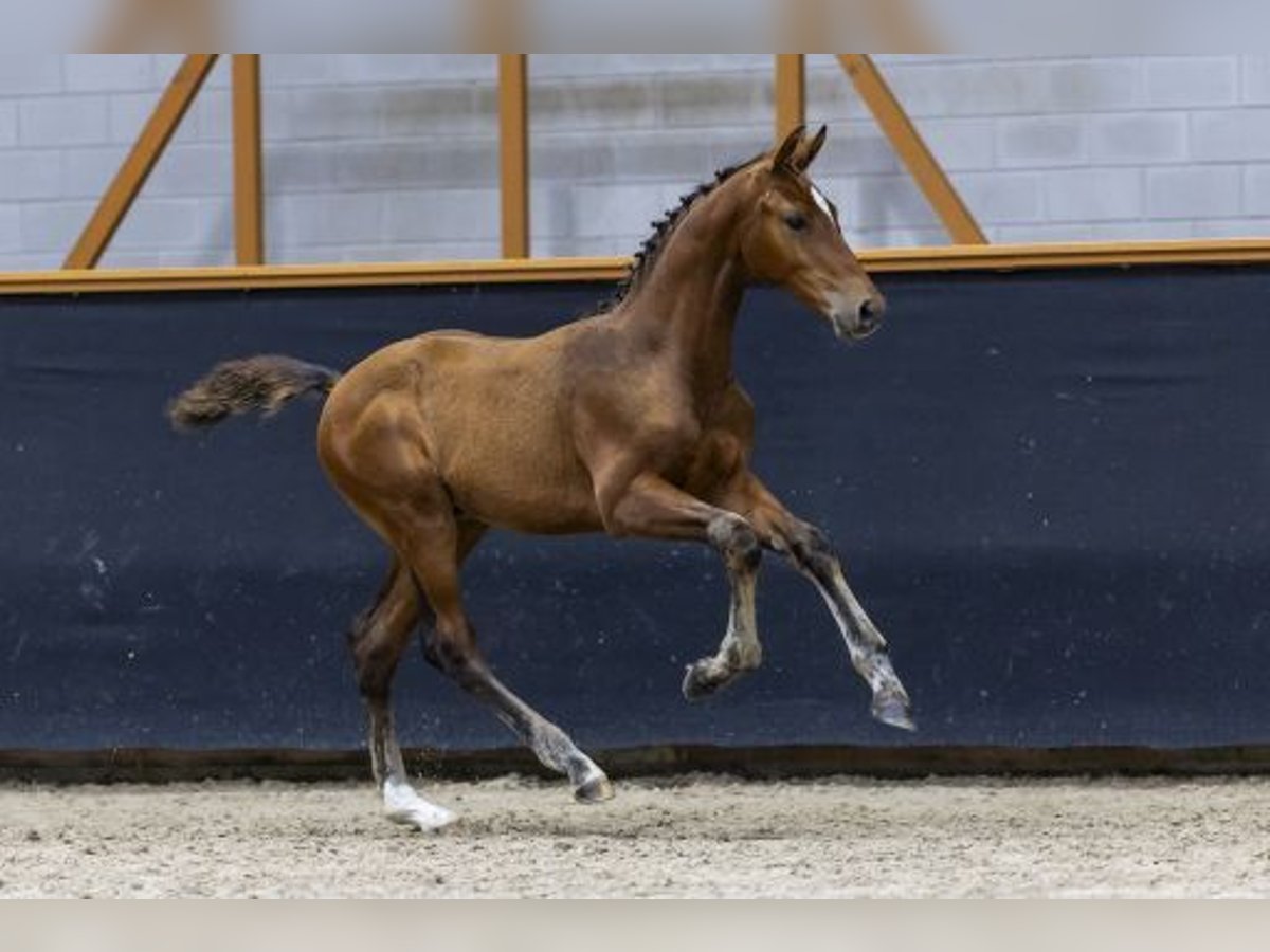 KWPN Hengst Fohlen (04/2025) 170 cm Brauner in Zeeland