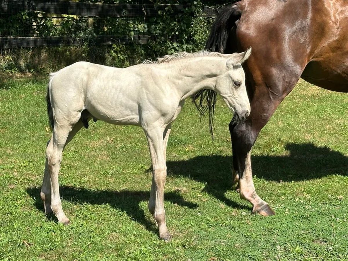 KWPN Hengst Fohlen (07/2024) 170 cm Buckskin in Harskamp