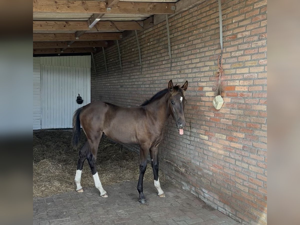 KWPN Mix Hengst Fohlen (01/2025) 170 cm Dunkelbrauner in Maasbree