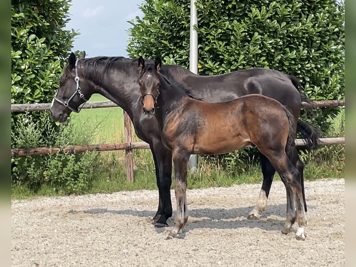KWPN Hengst Fohlen (04/2025) 170 cm Dunkelbrauner in Neede