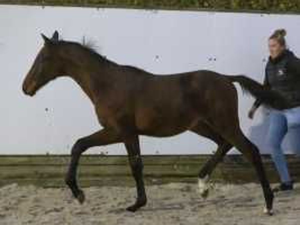 KWPN Hengst  170 cm Fuchs in Waddinxveen