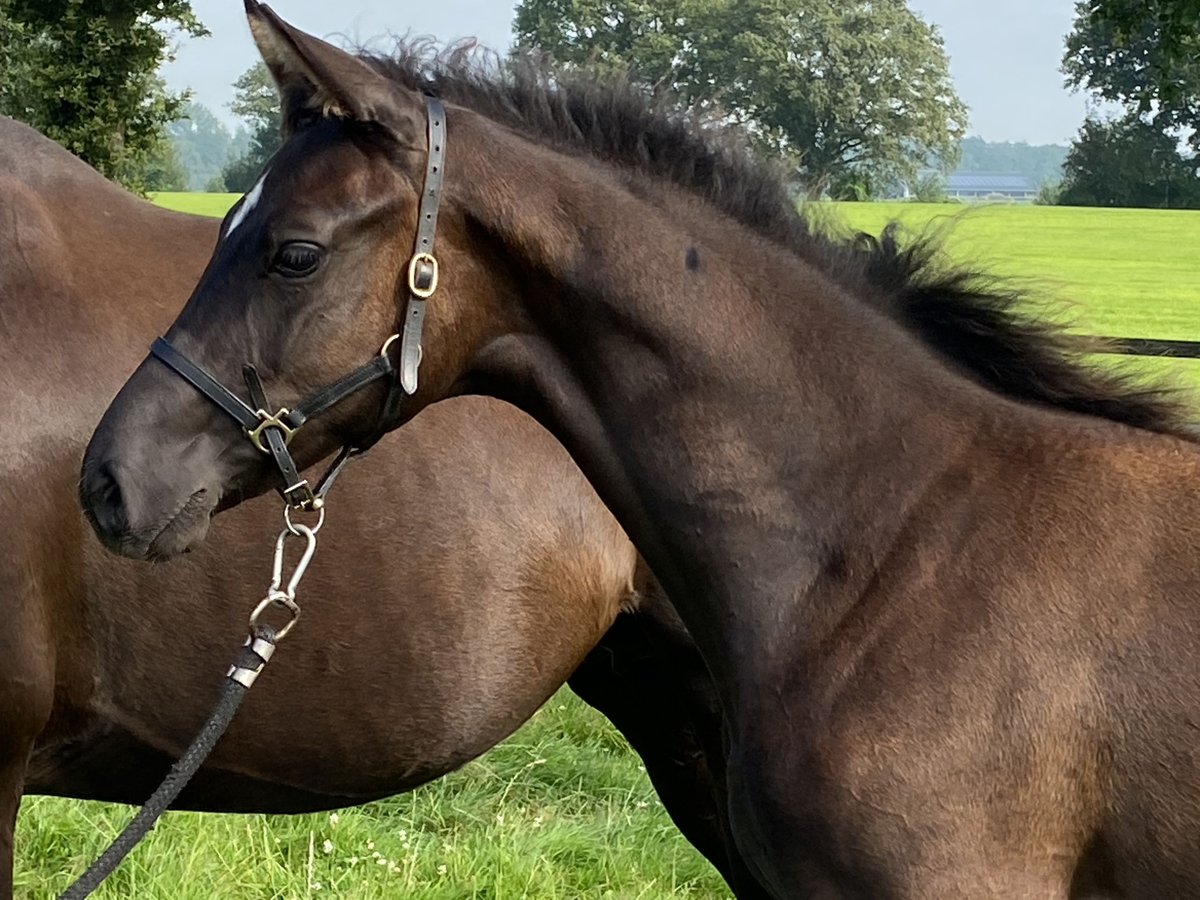 KWPN Hengst Fohlen (02/2024) 170 cm Rappe in Heeten