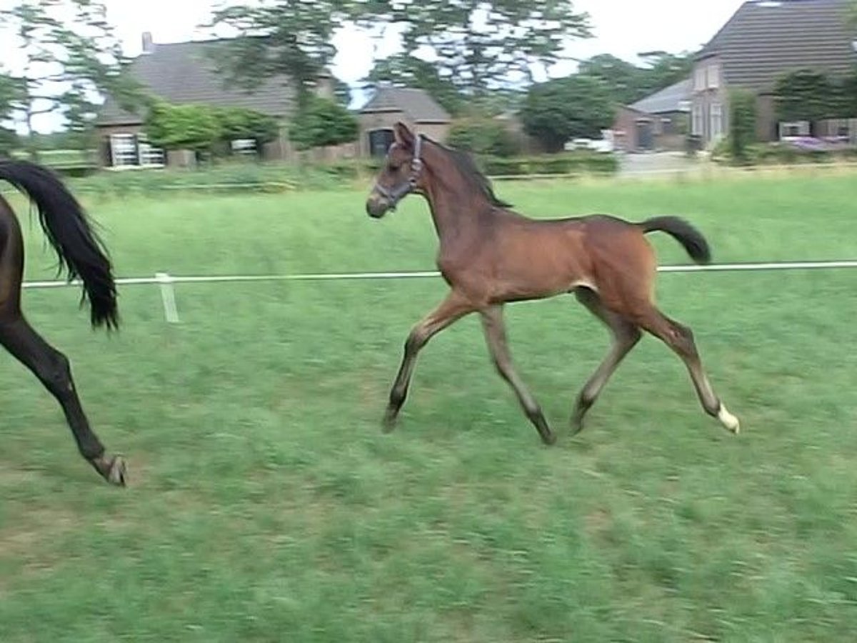 KWPN Hengst Fohlen (06/2025) 170 cm Schwarzbrauner in Nuenen