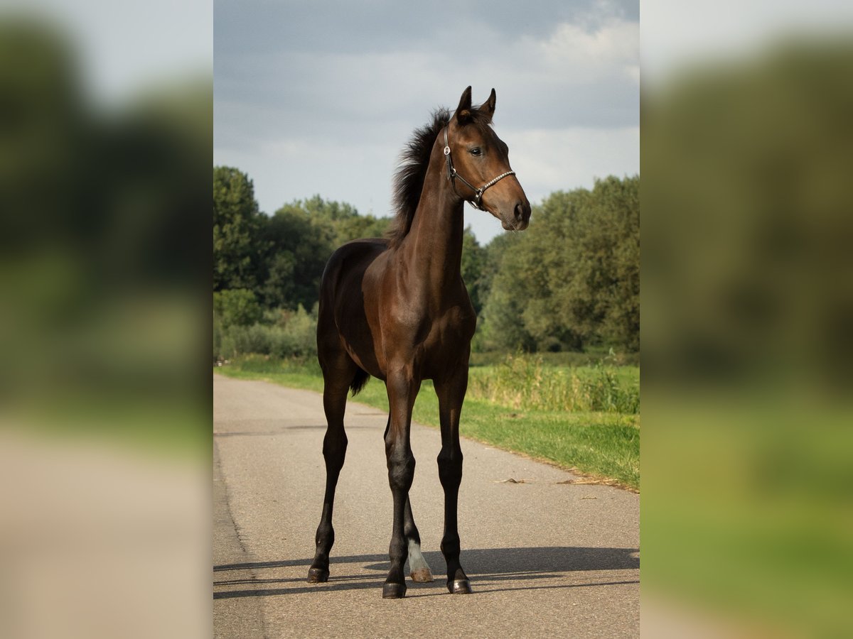 KWPN Hengst Fohlen (04/2024) 173 cm Dunkelbrauner in Delfgauw