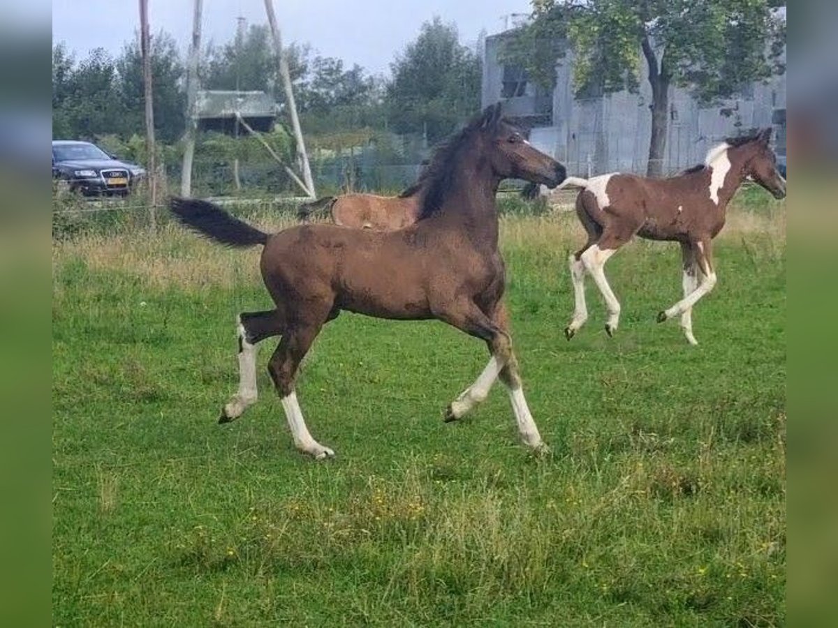 KWPN Mix Hengst Fohlen (05/2025) Brauner in Rijkevoort-De Walsert
