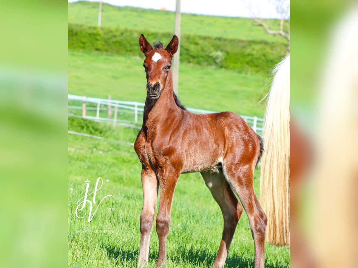 KWPN Hengst  Brauner in Marly-sous-Issy