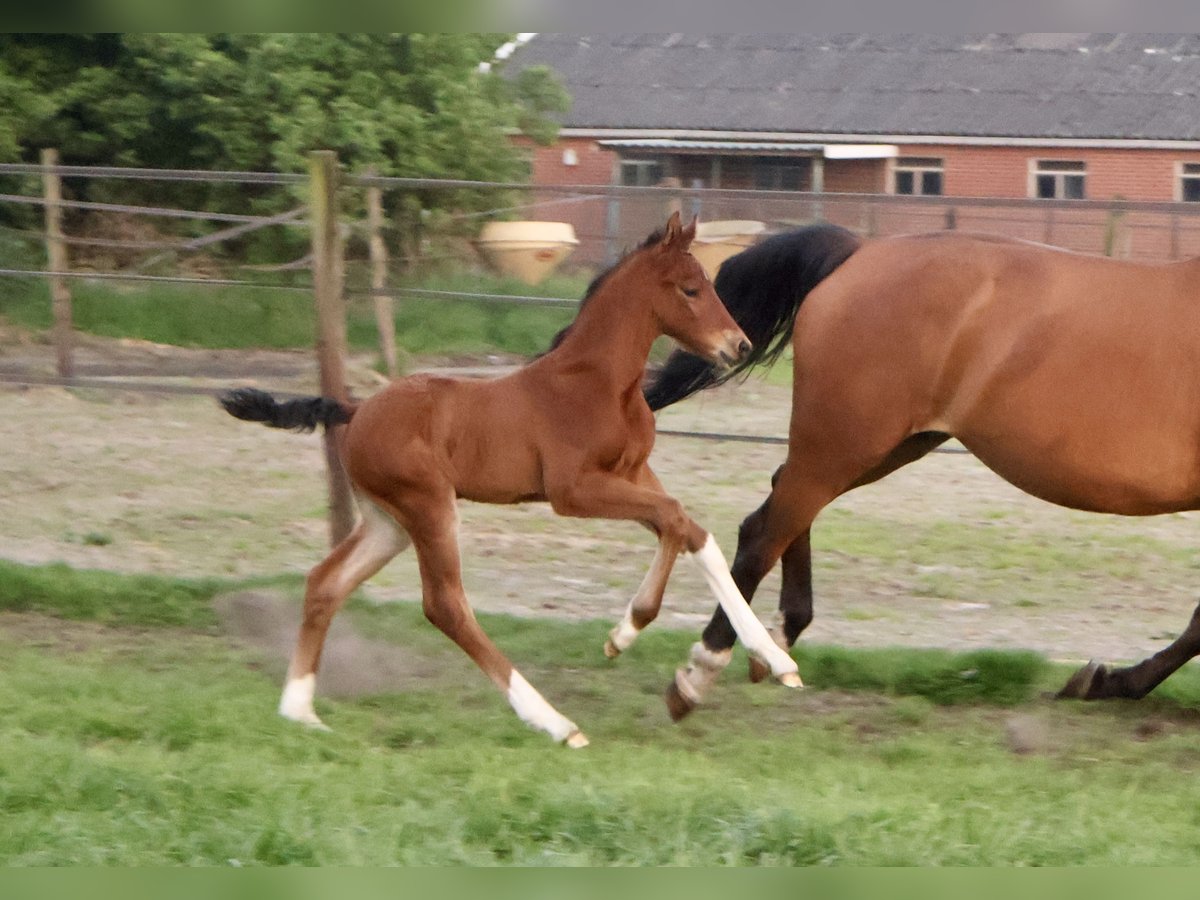 KWPN Hengst  Brauner in Rijssen