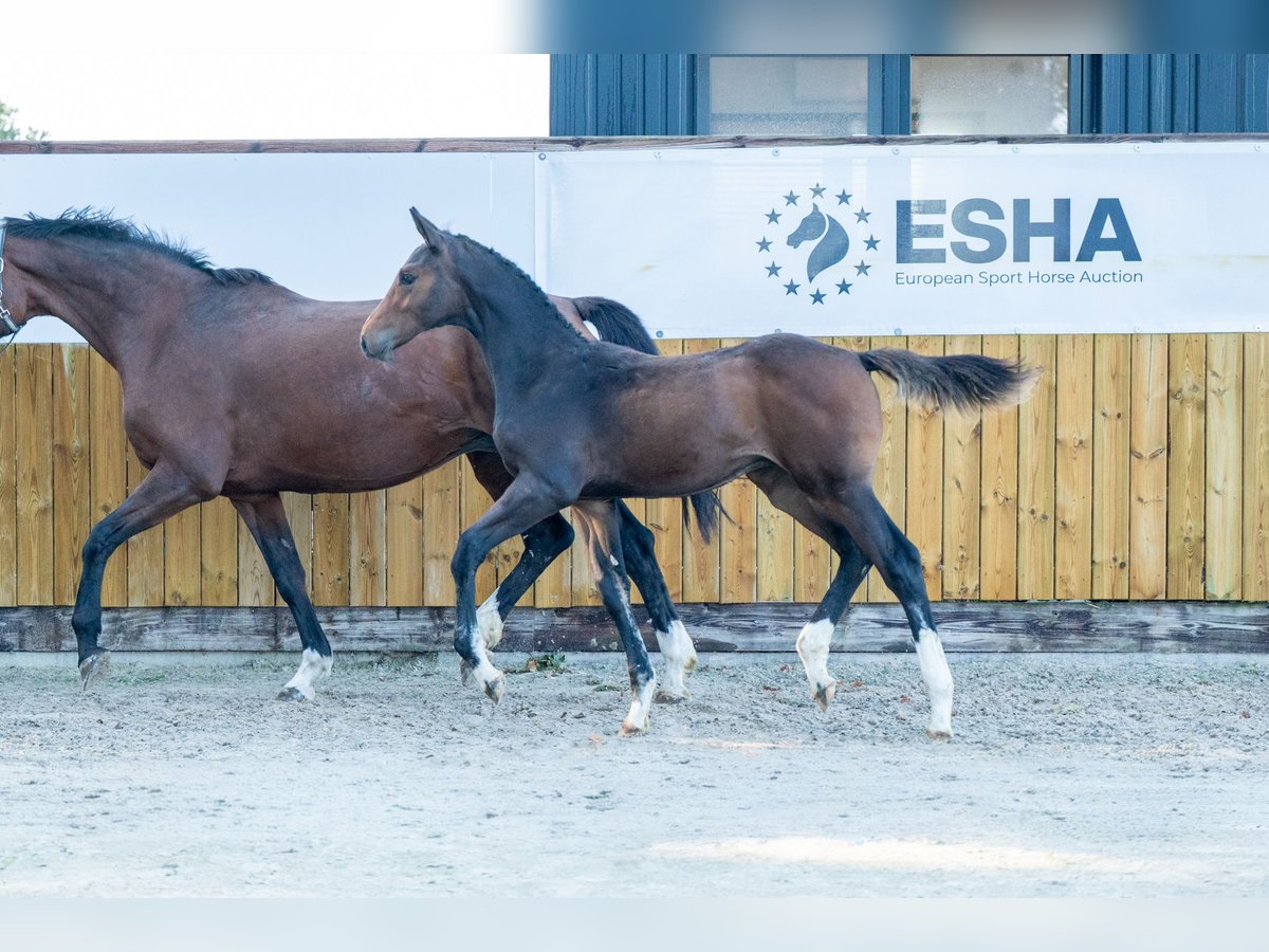 KWPN Hengst Fohlen (05/2025) Brauner in GROTE-BROGEL