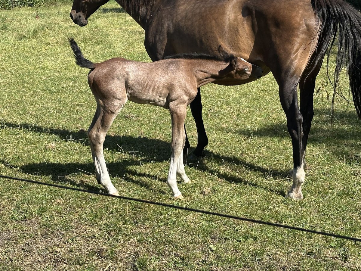 KWPN Hengst Braunfalbschimmel in Dwingeloo KWPN Hengst Braunfalbschimmel in Dwingeloo