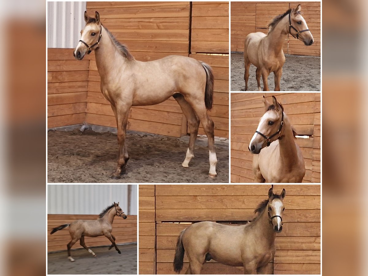 KWPN Hengst Fohlen (04/2025) Buckskin in Den Ham