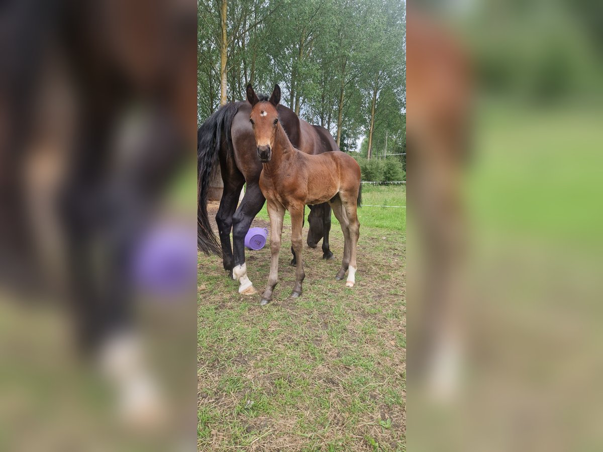 KWPN Hengst  Dunkelbrauner in Bornem
