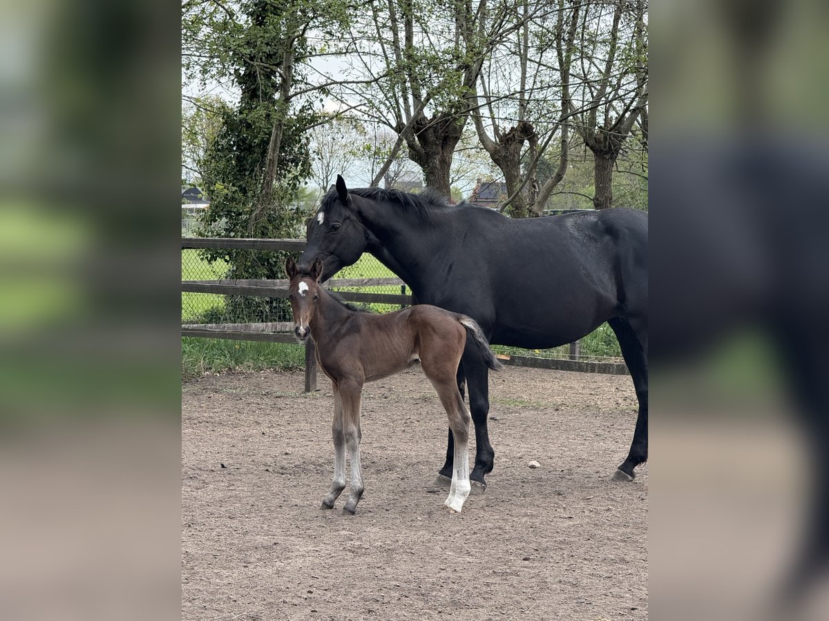 KWPN Hengst  Dunkelbrauner in Den Hout