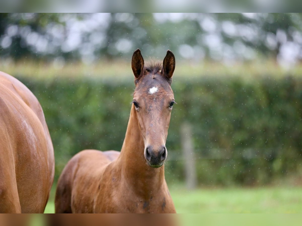 KWPN Hengst  Dunkelbrauner in Wijhe