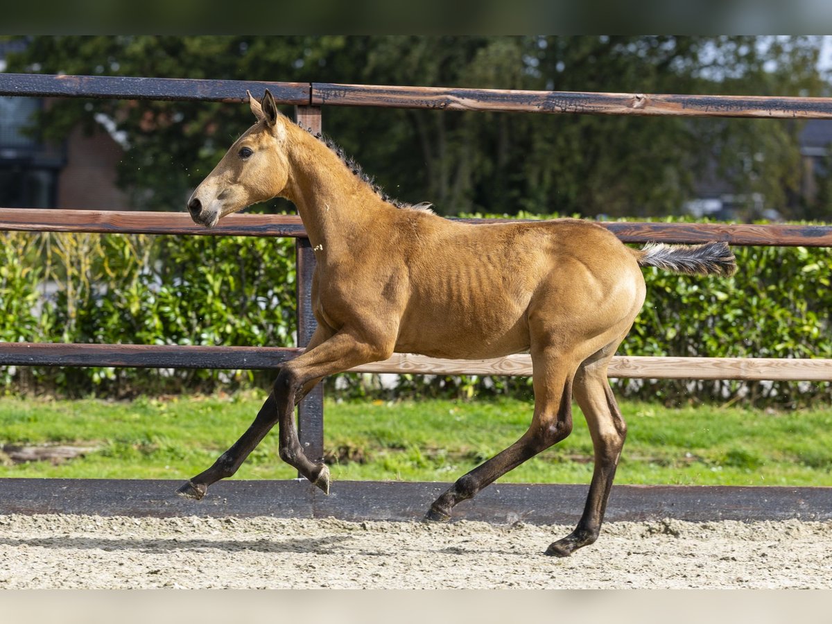KWPN Hengst Fohlen (04/2025) Falbe in Waddinxveen