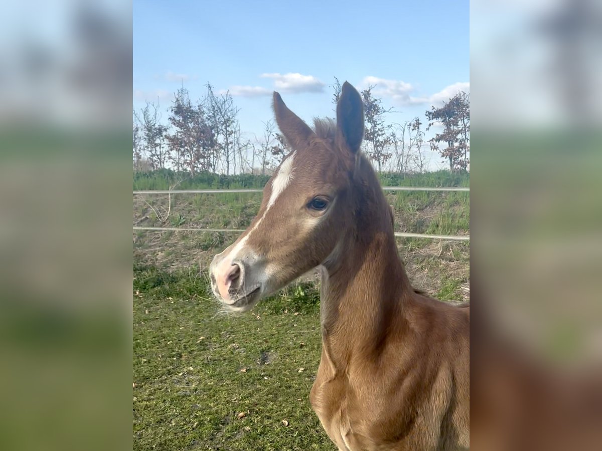 KWPN Hengst  Fuchs in Rosmalen