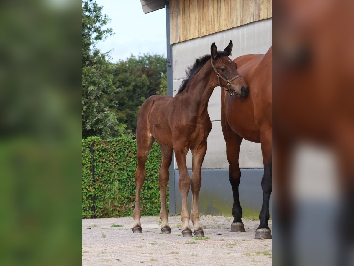 KWPN Hengst Fohlen (06/2024) Rappe in GROTE-BROGEL