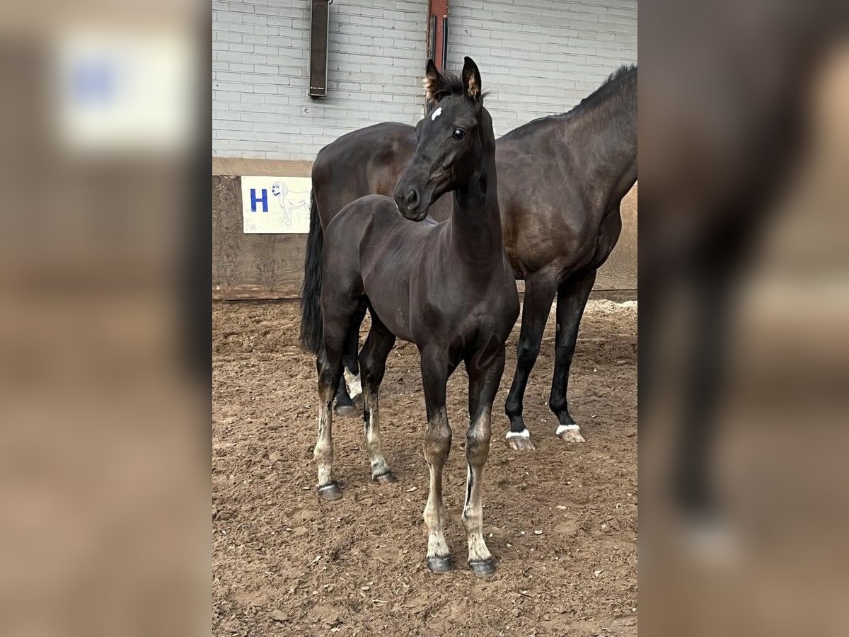 KWPN Hengst Fohlen (06/2024) Rappe in Markelo