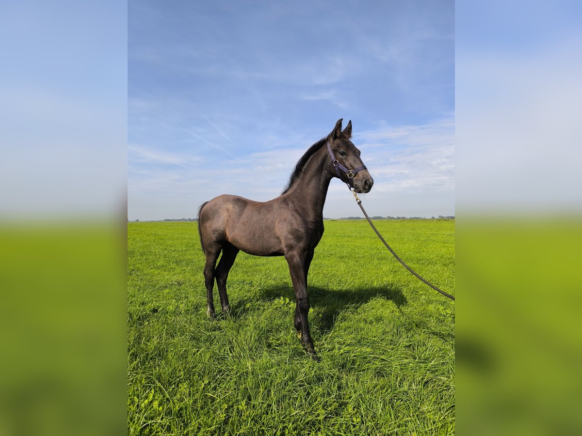 KWPN Hengst  Schimmel in Mastenbroek