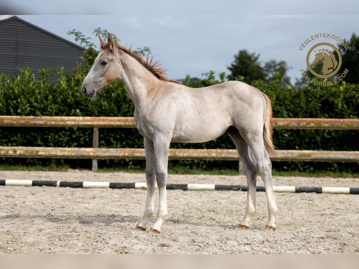 KWPN Hengst Fohlen (05/2024) Schimmel in Nuenen