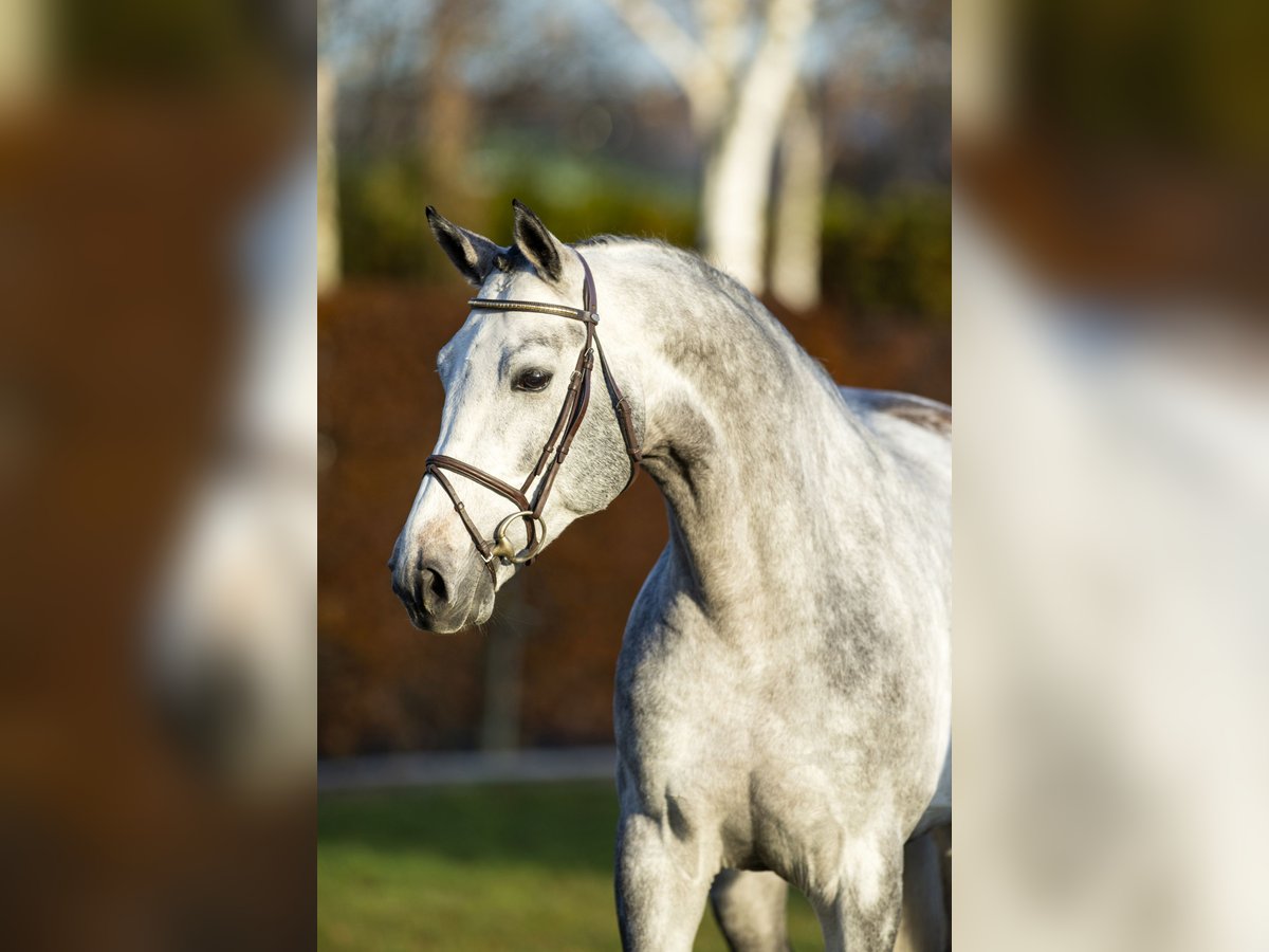 KWPN Hengst Schimmel in H&#xF6;rstel